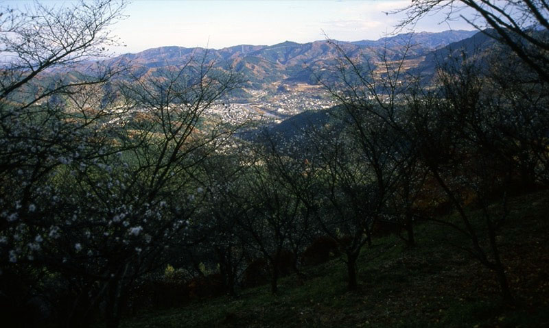 桜山、冬桜、モミジ、サザンカ、ツバキ