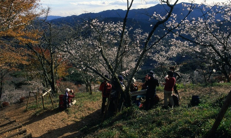 桜山、冬桜、モミジ、サザンカ、ツバキ