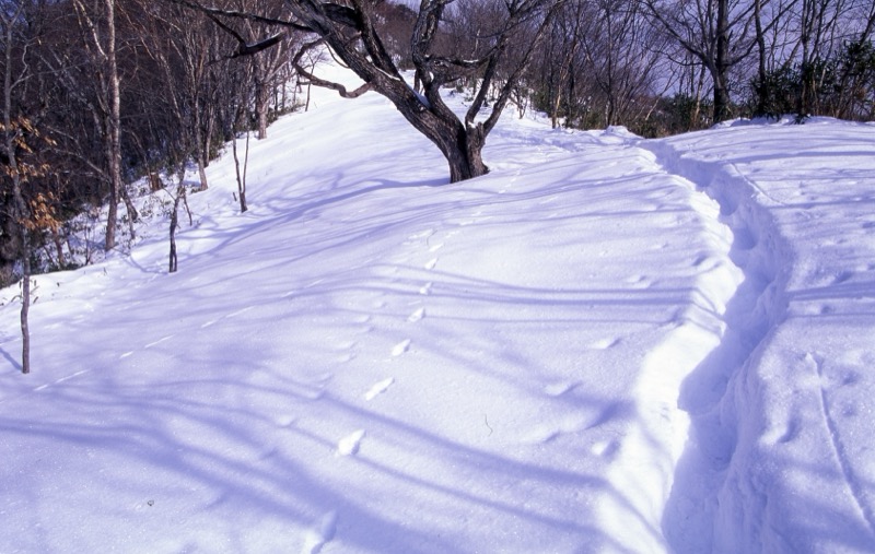 鷹ノ巣山