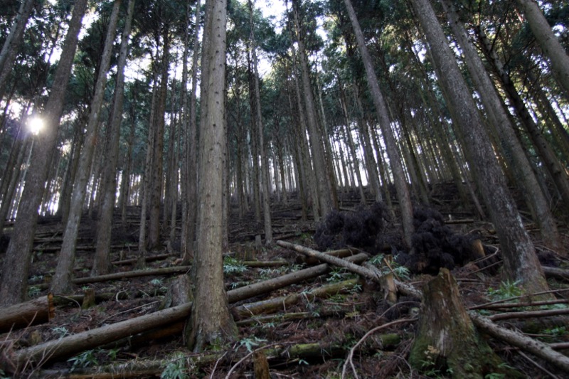 蕨山