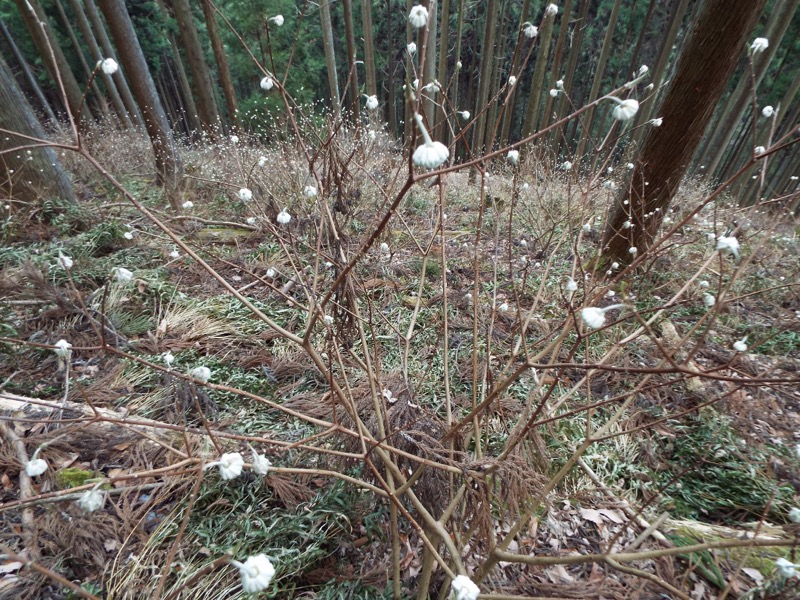 秩父・御岳山