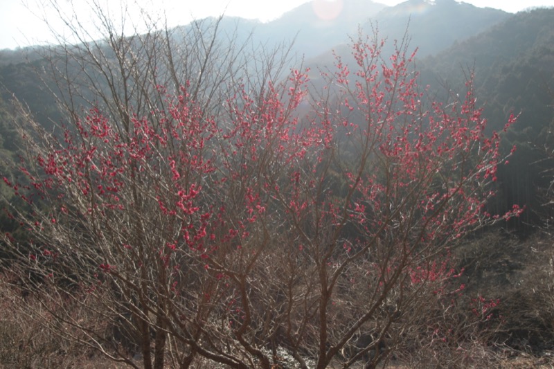 湯河原・城山