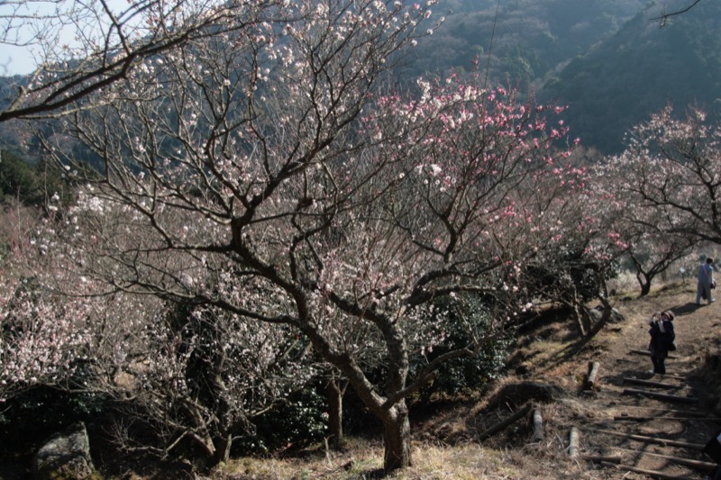 湯河原・城山