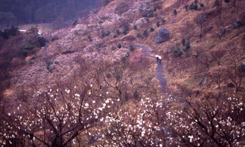 幕山