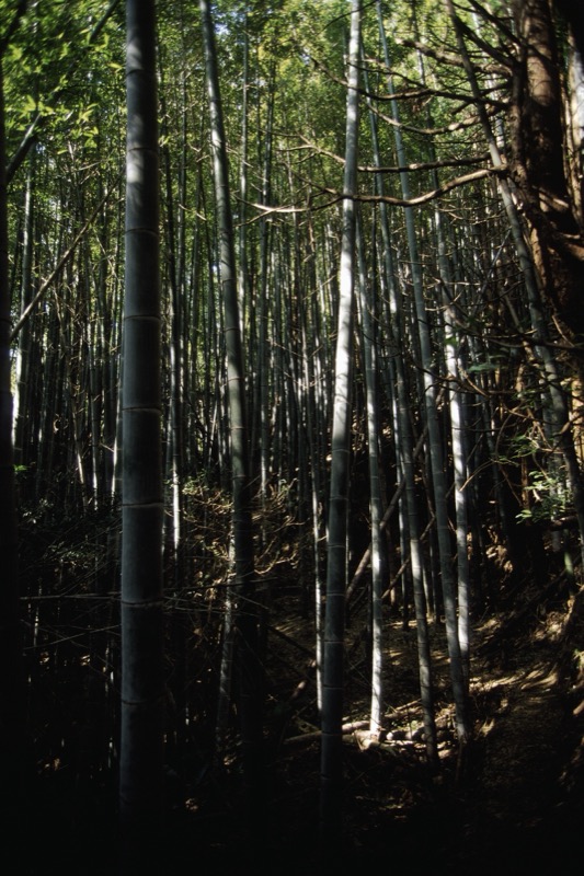 浜石岳