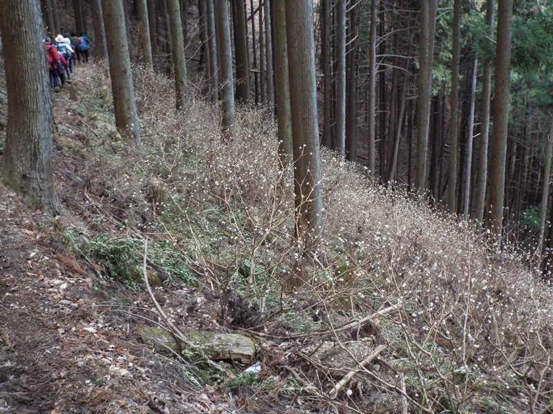 秩父・御岳山