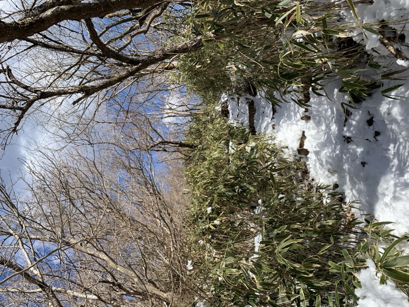 糸の会・金時山