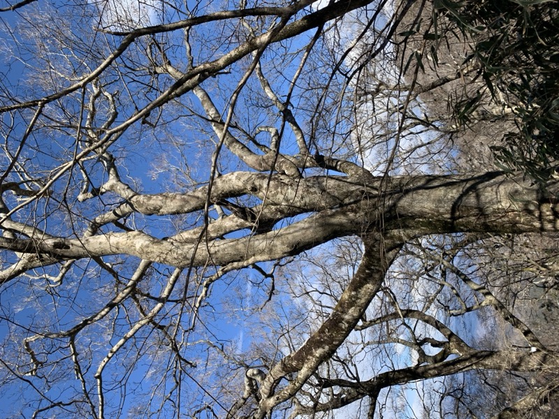 糸の会・金時山