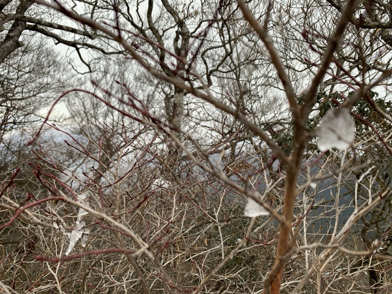 糸の会・金時山