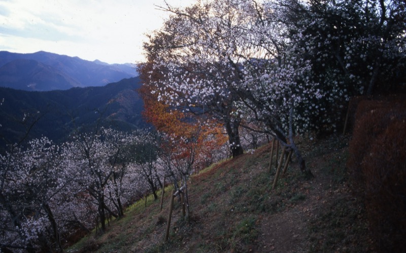 桜山