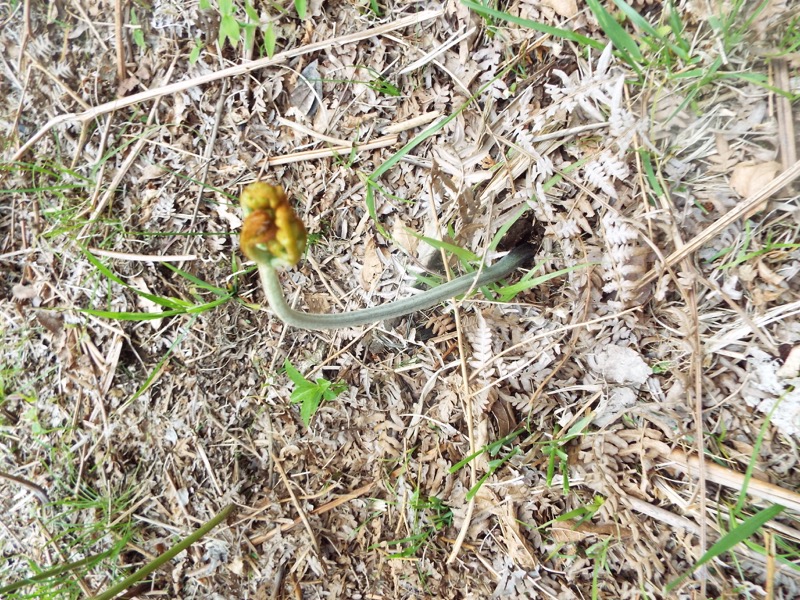 大野山登山、ワラビ