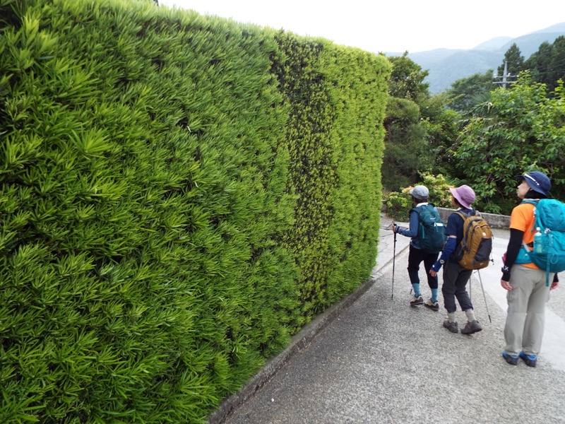 大野山登山、イヌマキ