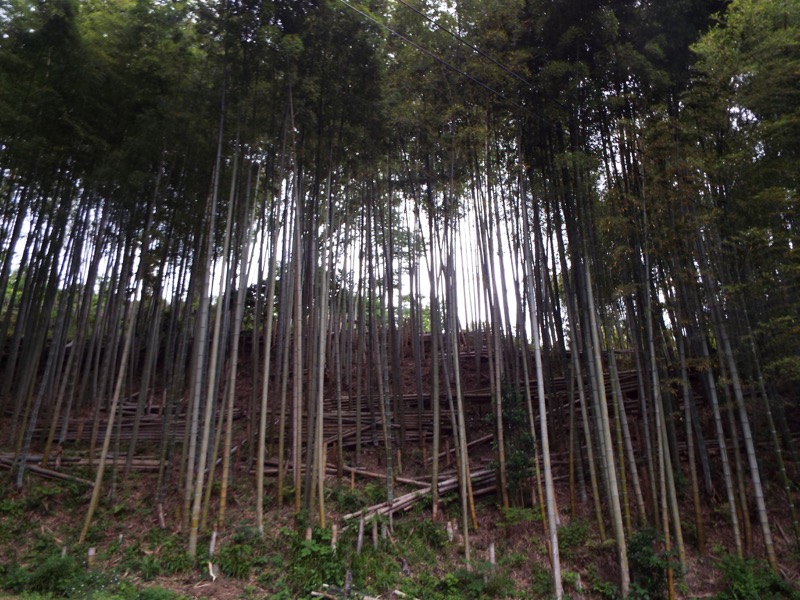 大野山登山