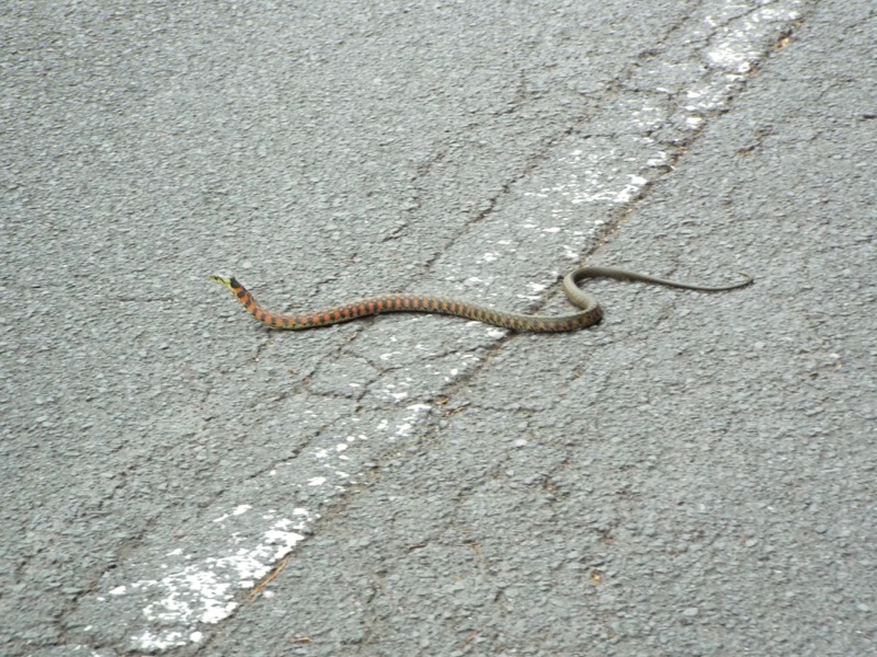 大野山登山、ヤマカガシ