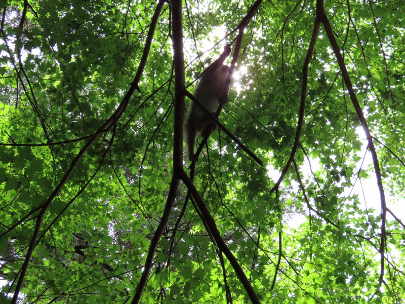 上高地、明神、徳本峠