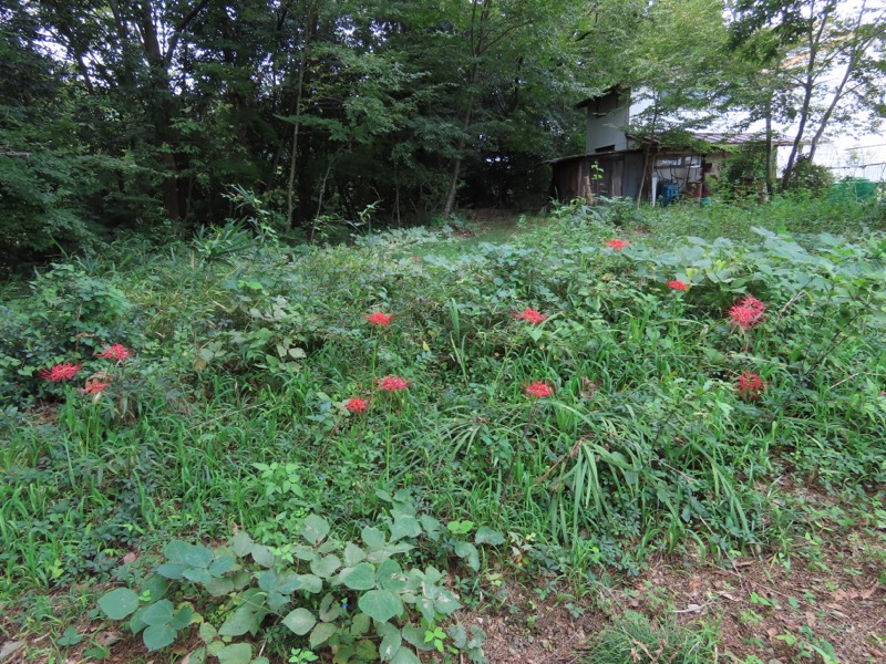 網代城山