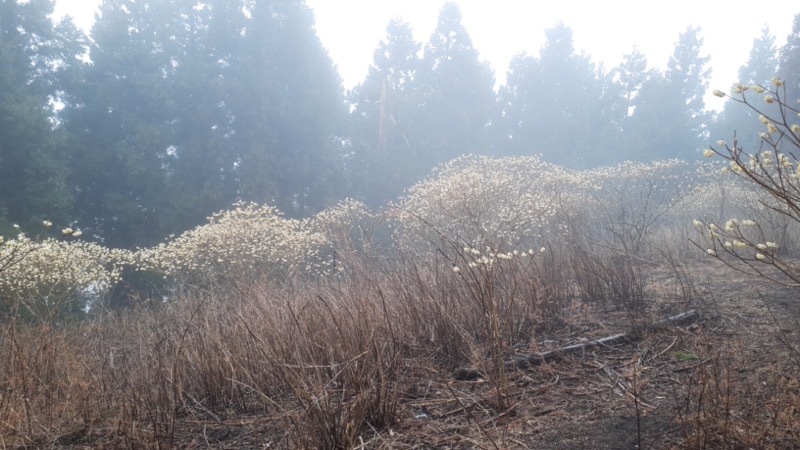 ミツバ岳、ミツマタ