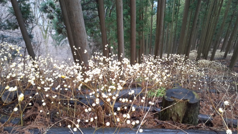 ミツバ岳、ミツマタ