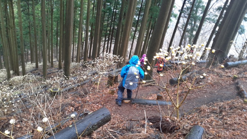 ミツバ岳、ミツマタ