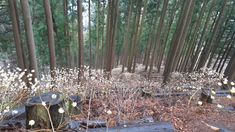 ミツバ岳、ミツマタ