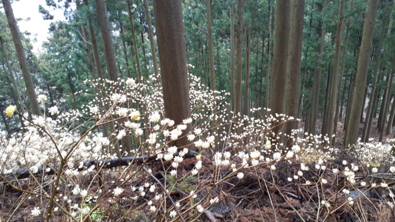 ミツバ岳、ミツマタ