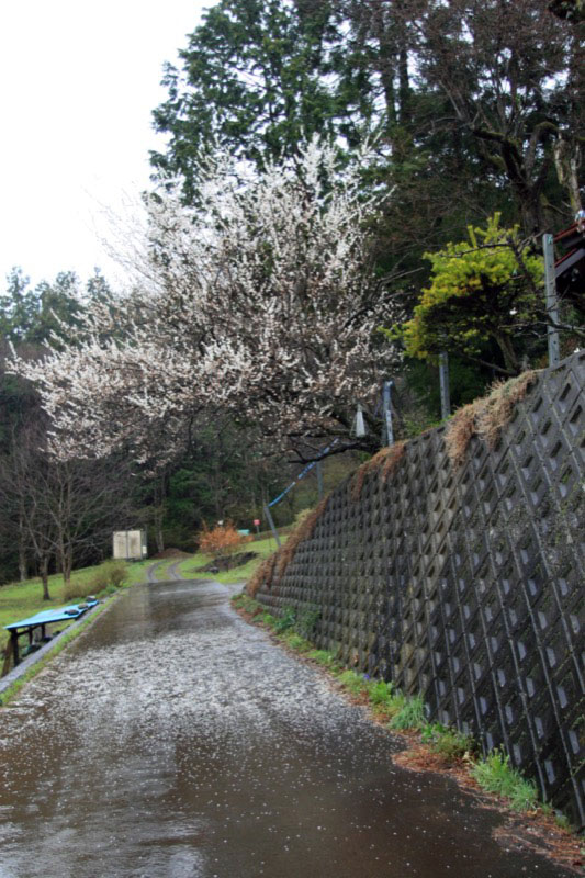 高川山