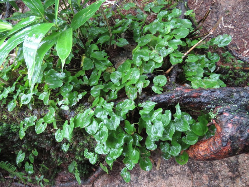 燕岳、登山