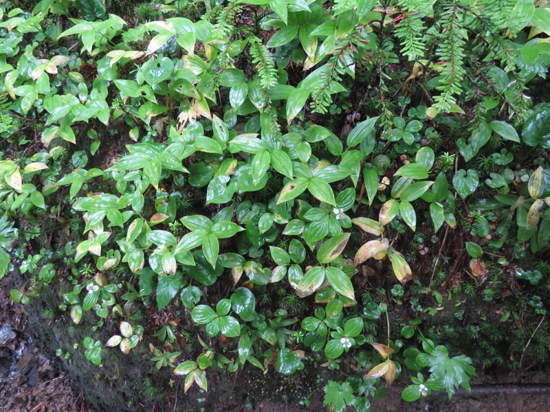 常念岳〜蝶ヶ岳、登山