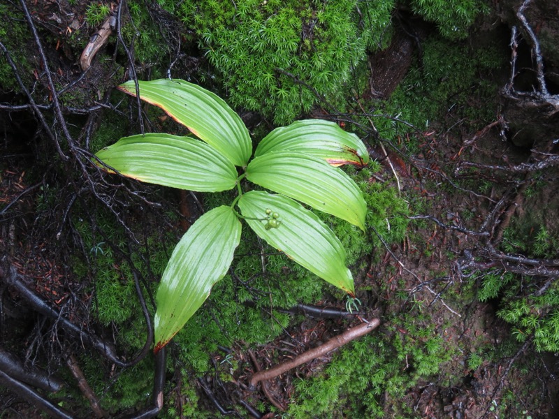 常念岳〜蝶ヶ岳、登山