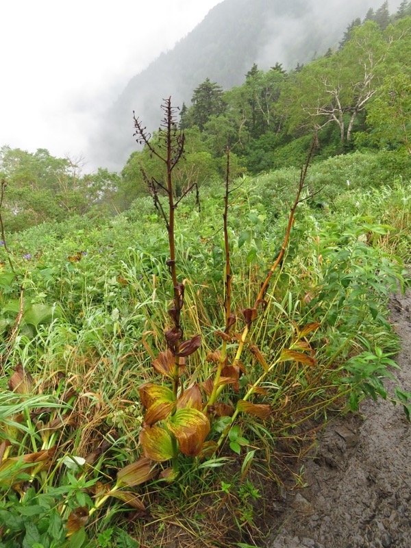 常念岳〜蝶ヶ岳、登山