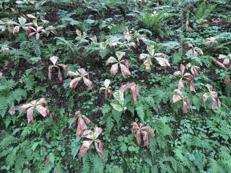 蝶ヶ岳〜徳沢〜上高地、登山