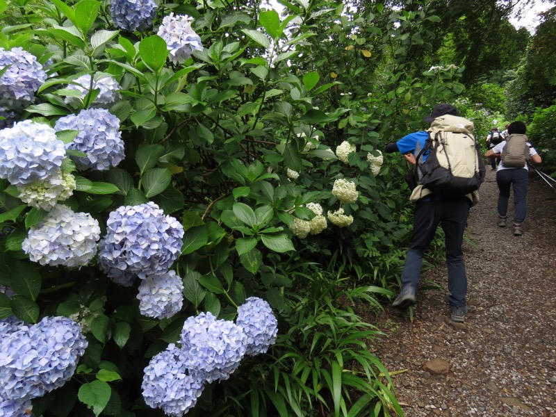 南沢あじさい山
