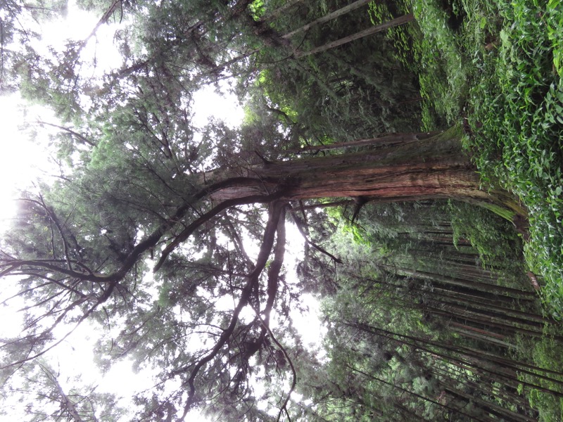 南沢あじさい山