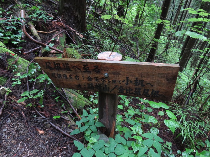 南沢あじさい山