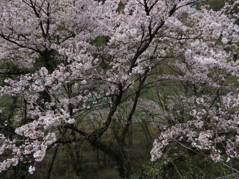 本仁田山