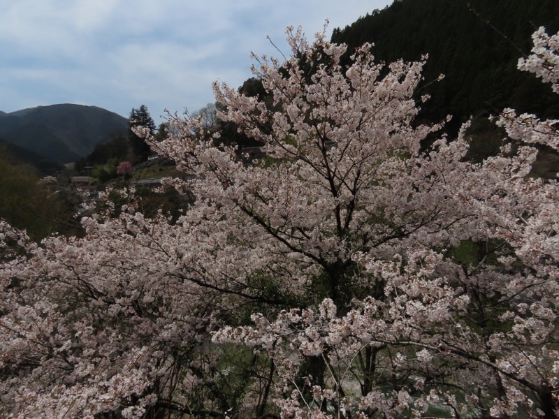 本仁田山