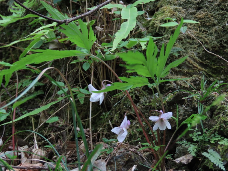 本仁田山