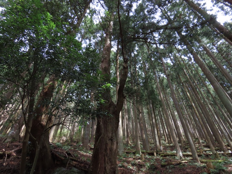 本仁田山