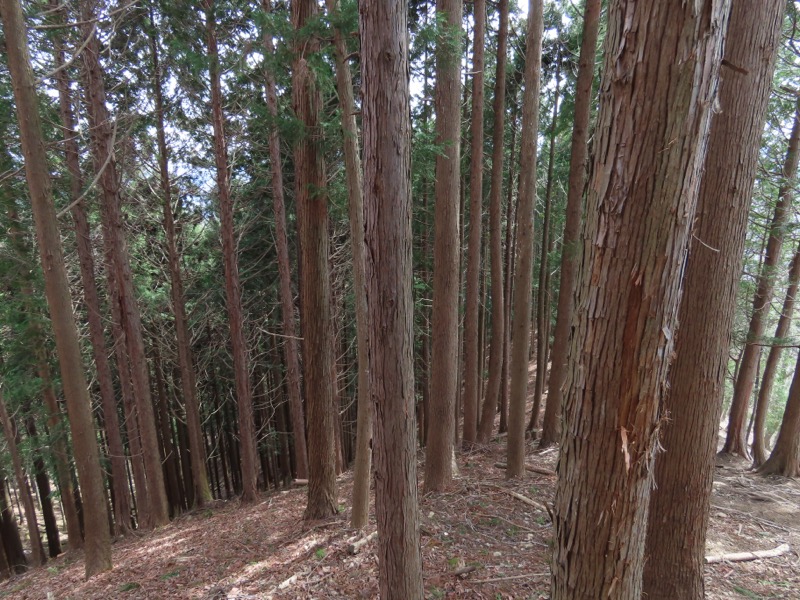 本仁田山