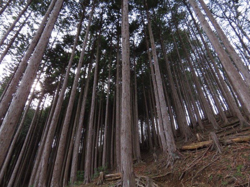 本仁田山