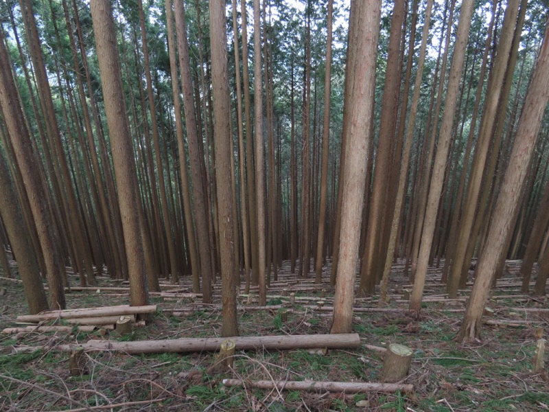 本仁田山