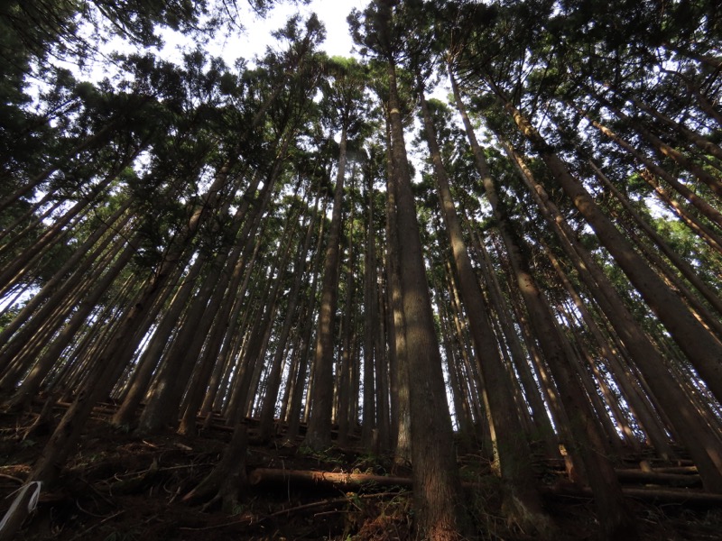 本仁田山