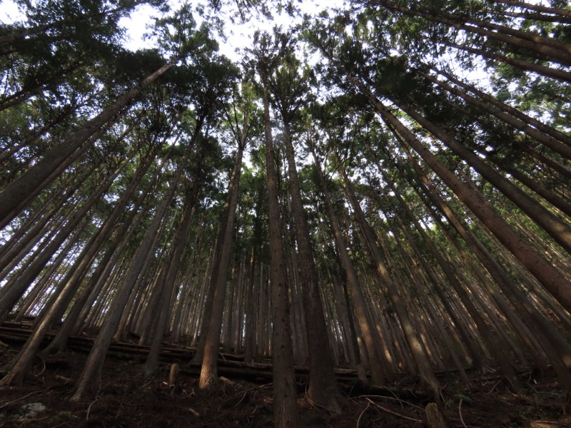 本仁田山