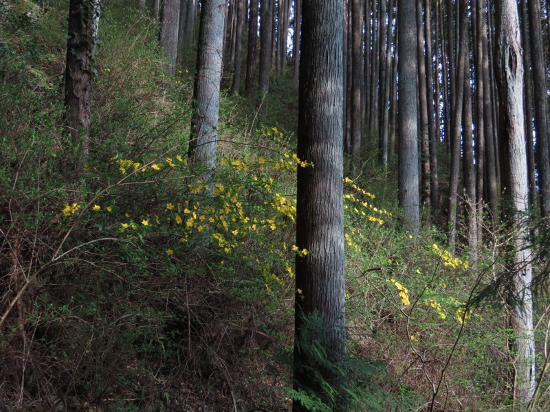 本仁田山