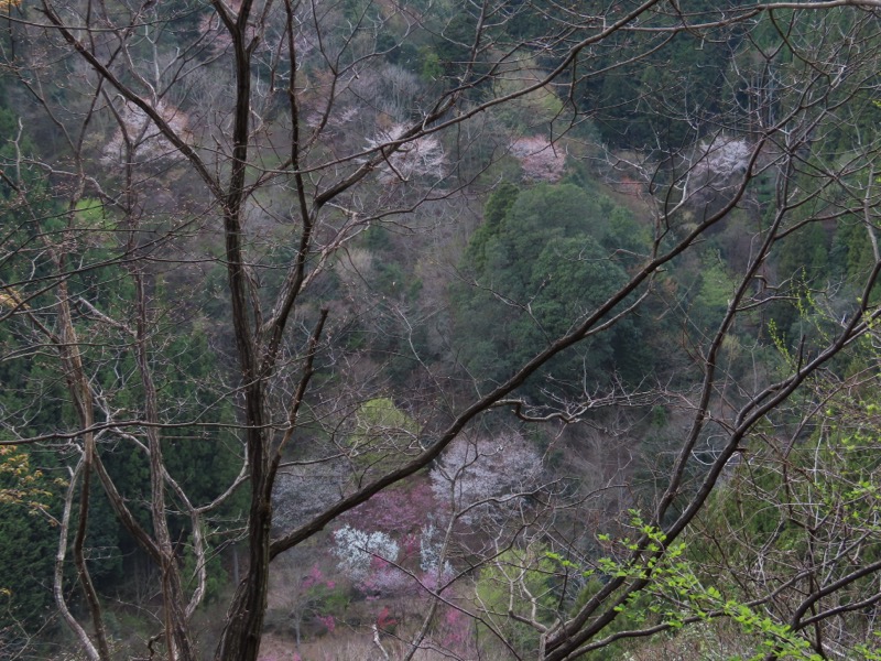 本仁田山