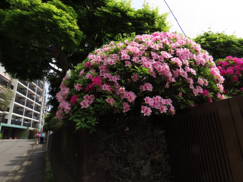 湯河原城山