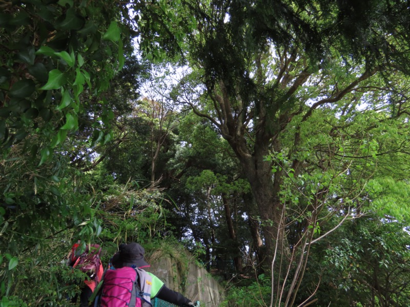 湯河原城山