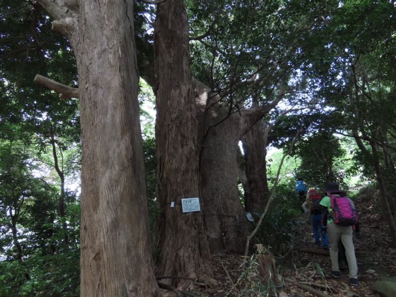 湯河原城山