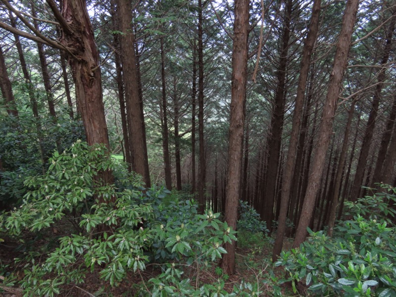 湯河原城山