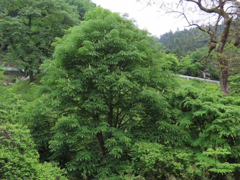 関八州見晴台